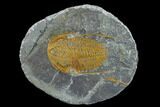 Hamatolenus Trilobite With Pos/Neg - Tinjdad, Morocco #131342-3